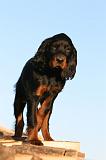 SETTER GORDON 008